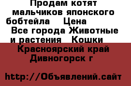 Продам котят мальчиков японского бобтейла. › Цена ­ 30 000 - Все города Животные и растения » Кошки   . Красноярский край,Дивногорск г.